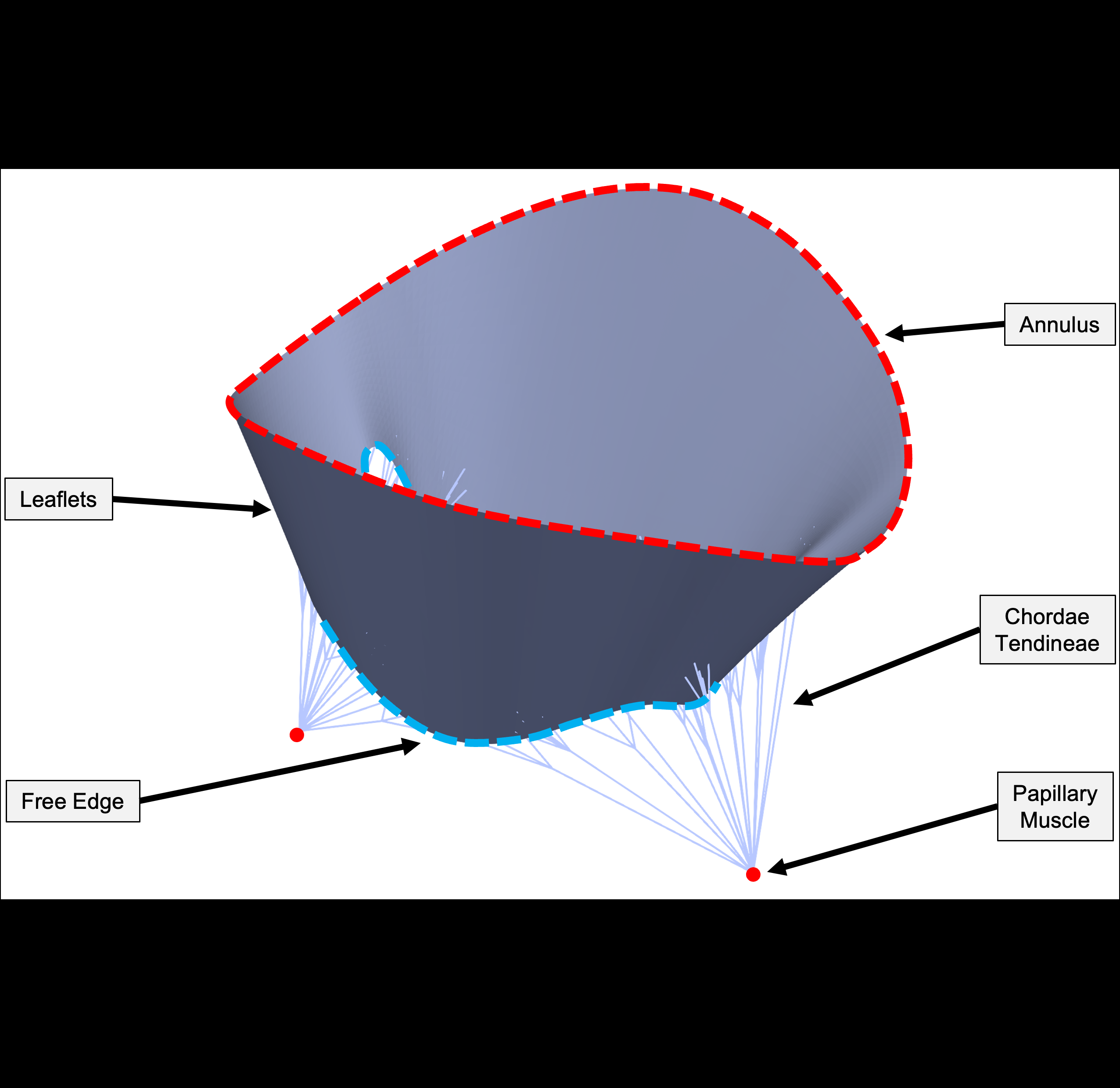 ansys-chordae-tendineae-model Diagram