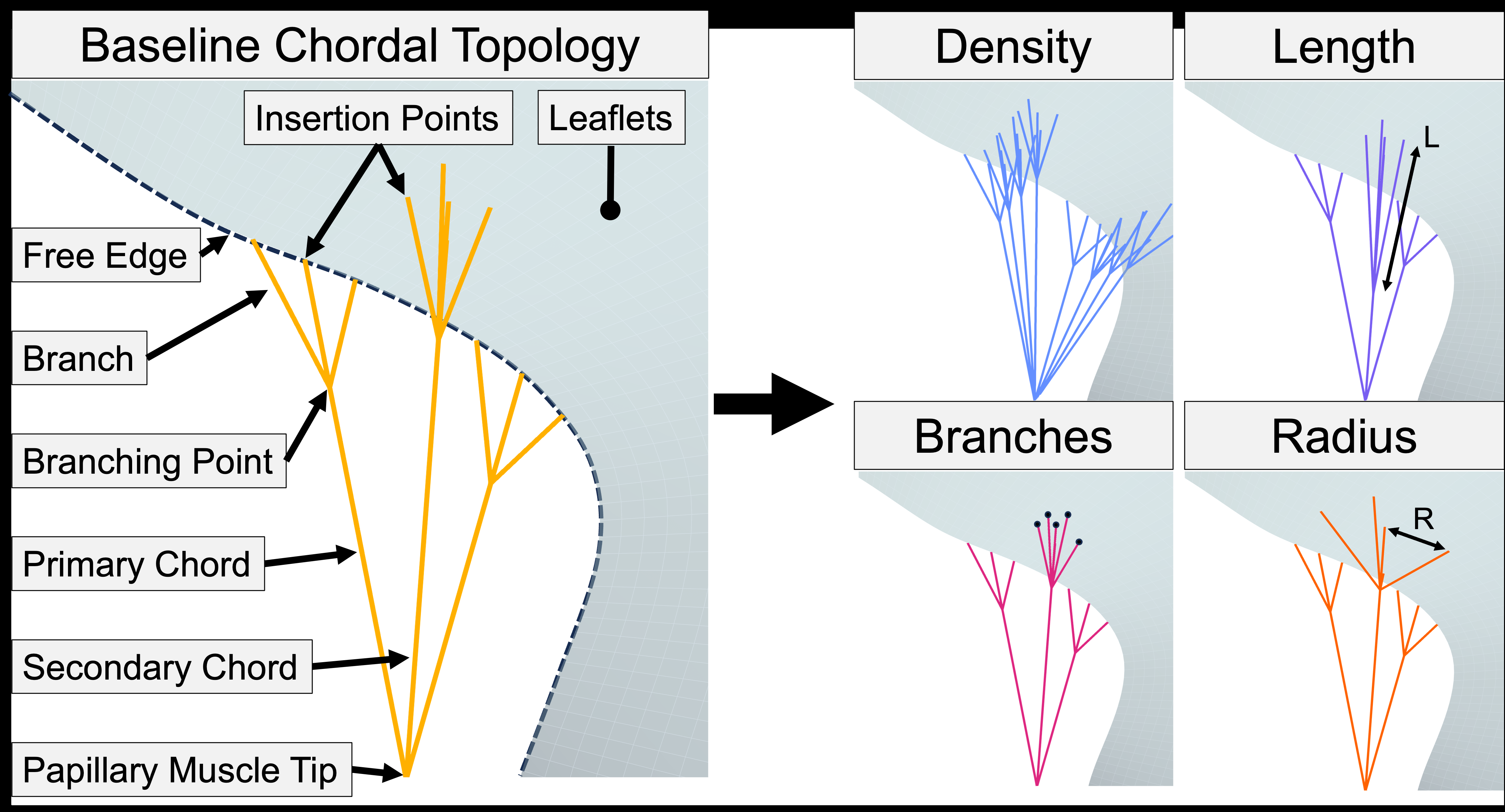 ansys-chordae-tendineae-model Diagram