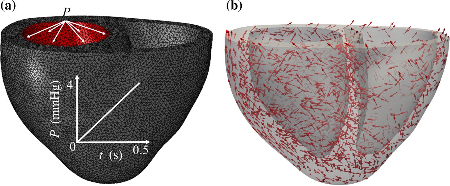 ansys-myocardium-constitutive Diagram