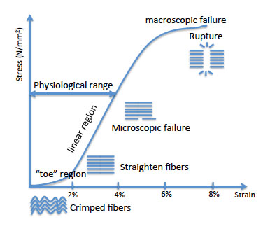 Typical stress-strain curve for tendons and ligaments — toe region, linear region, microscopic and macroscopic failure