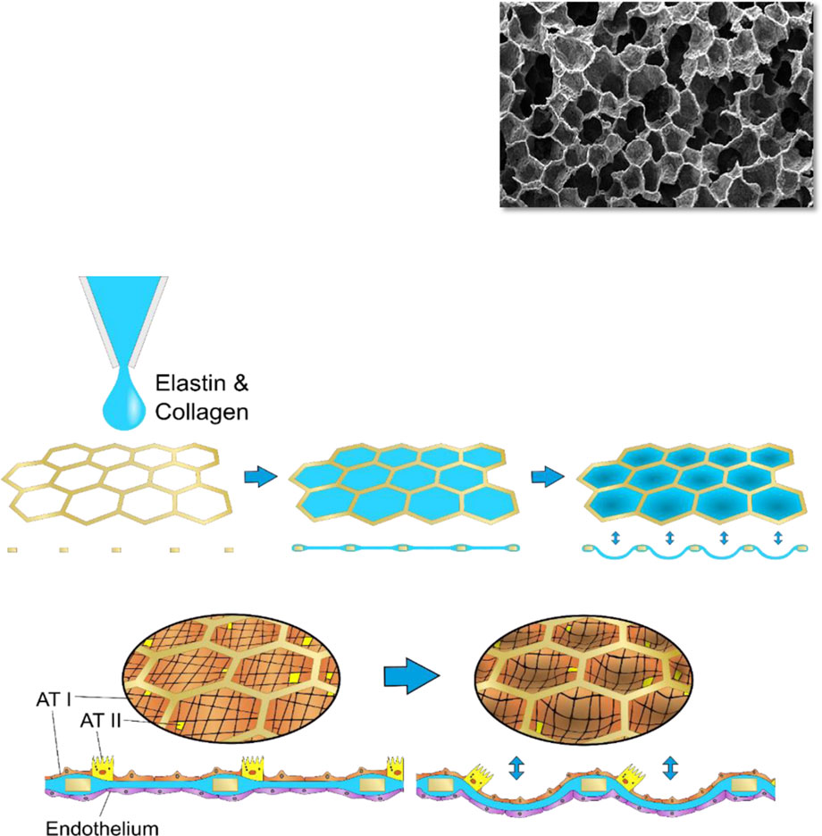 comsol-muscle-force-generation Diagram