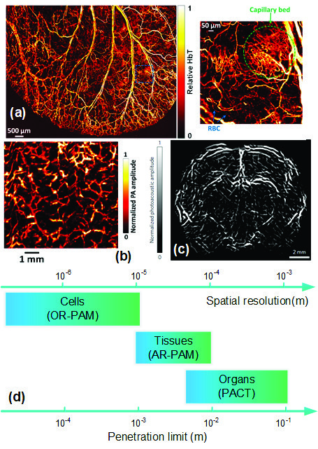 comsol-photoacoustic-imaging Diagram