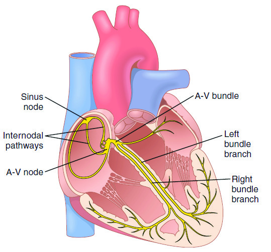 simulia-living-heart-electrophysiology Diagram
