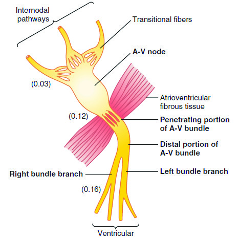 simulia-living-heart-electrophysiology Diagram