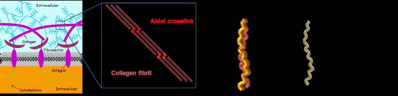 wound-ph-sensor Diagram