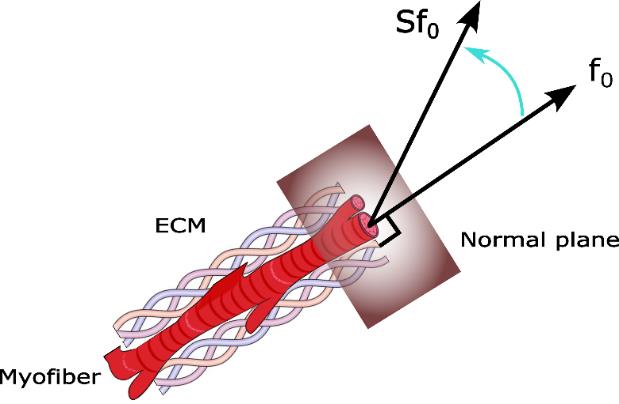 aniform-fiber-reorientation Diagram