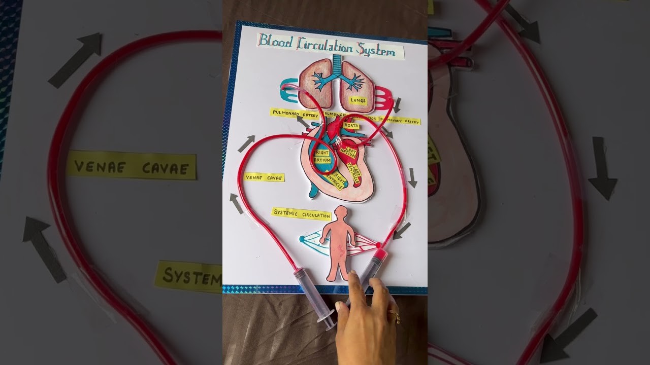Figure 1: Working Model Setup, Scientific Diagram & Project Prototype for Adrenal Fight Or Flight Epinephrine Heart Booster Model