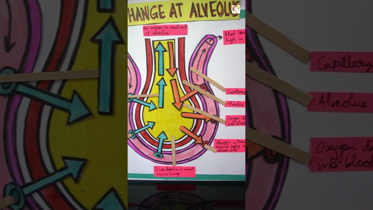 Figure 1: Working Model Setup, Scientific Diagram & Project Prototype for Alveoli Gas Exchange Capillary Mesh Microscopic Model