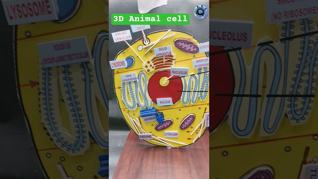 Figure 2: Working Model Setup, Scientific Diagram & Project Prototype for Animal Cell Organelles Resin Embedded Cutaway Model