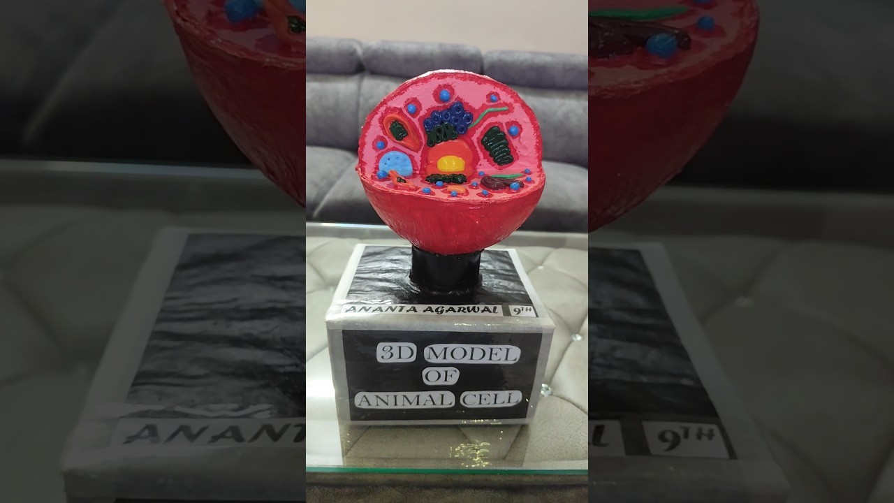 Figure 3: Working Model Setup, Scientific Diagram & Project Prototype for Animal Cell Organelles Resin Embedded Cutaway Model