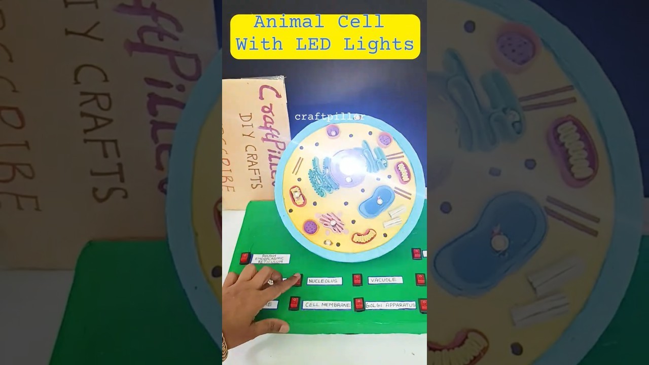 Figure 3: Working Model Setup, Scientific Diagram & Project Prototype for Animal Cell Working Model With LED Lighting