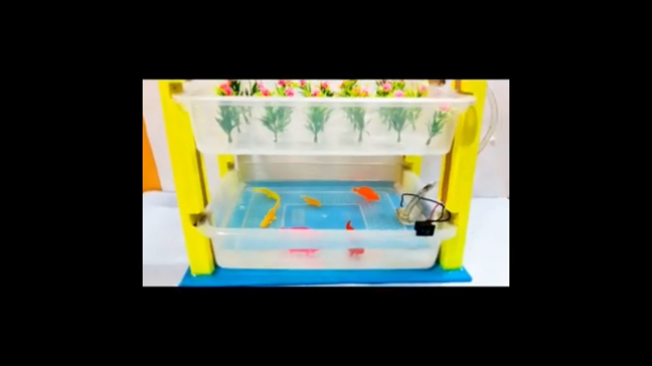 Figure 1: Working Model Setup, Scientific Diagram & Project Prototype for Aquaponics Working Model For Science Exhibition