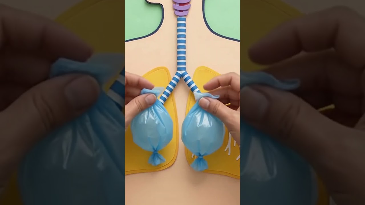 Figure 4: Working Model Setup, Scientific Diagram & Project Prototype for Artificial Lung Bellows Pleural Cavity Pneumothorax Model