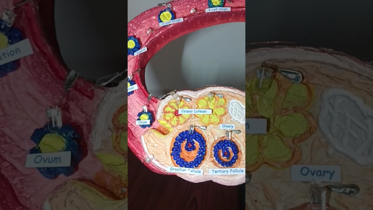Figure 2: Working Model Setup, Scientific Diagram & Project Prototype for Assisted Reproductive Technologies Ivf Working Model