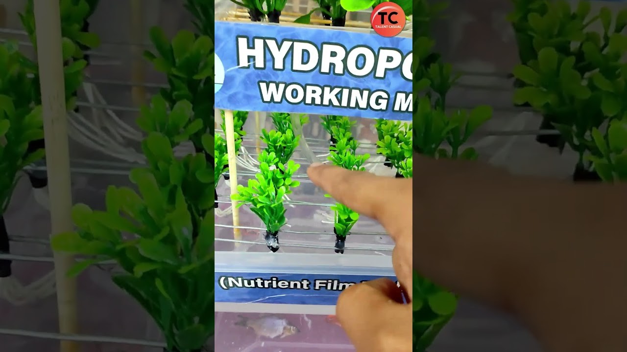 Figure 4: Working Model Setup, Scientific Diagram & Project Prototype for Automated Nutrient Film Technique Hydroponic Rig