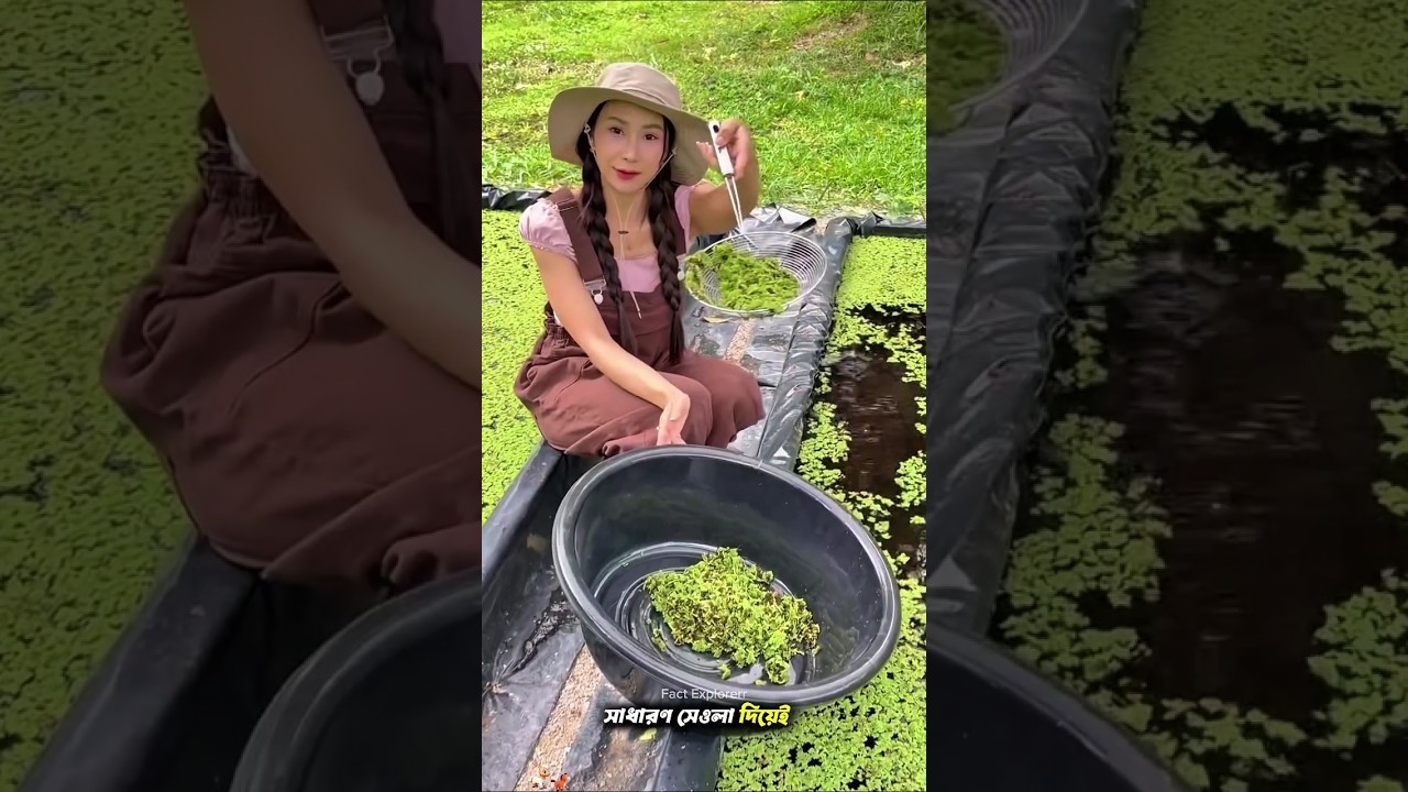 Figure 1: Working Model Setup, Scientific Diagram & Project Prototype for Azolla Algae Floating Nursery Bio Fertilizer Model