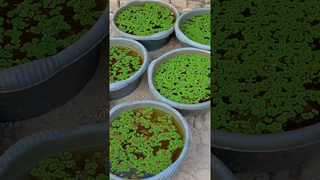 Figure 2: Working Model Setup, Scientific Diagram & Project Prototype for Azolla Algae Floating Nursery Bio Fertilizer Model