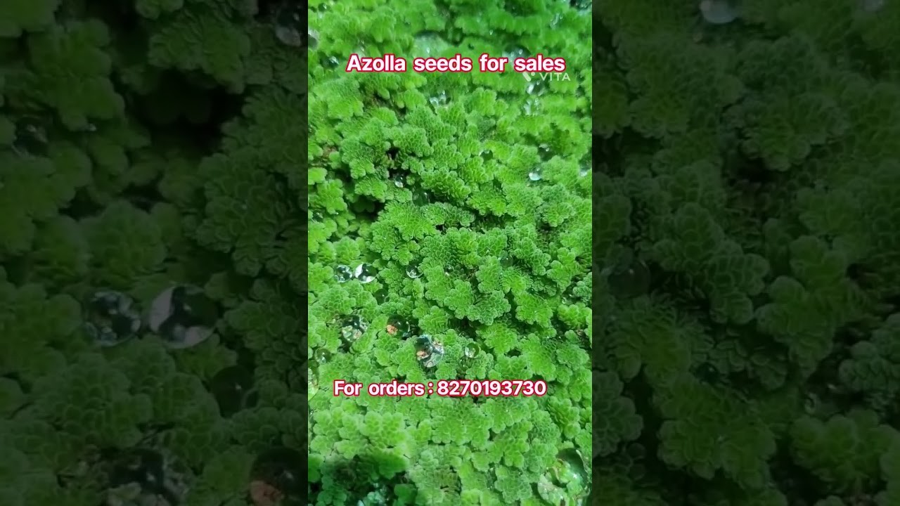 Figure 4: Working Model Setup, Scientific Diagram & Project Prototype for Azolla Algae Floating Nursery Bio Fertilizer Model