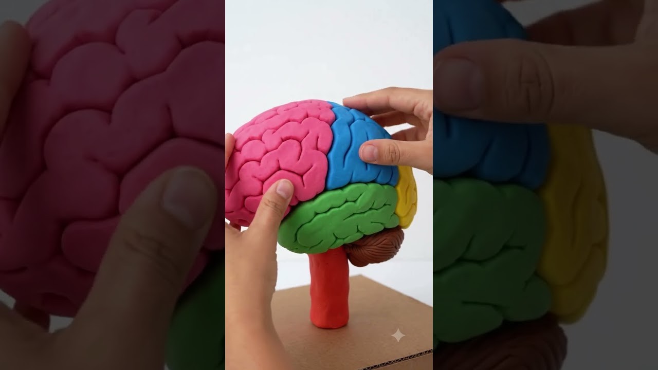 Figure 3: Working Model Setup, Scientific Diagram & Project Prototype for Brain Hemispheres Functional Lobes LED Illuminated Model