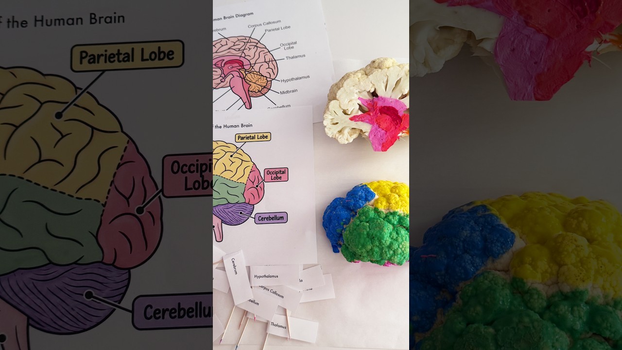 Figure 4: Working Model Setup, Scientific Diagram & Project Prototype for Brain Hemispheres Functional Lobes LED Illuminated Model