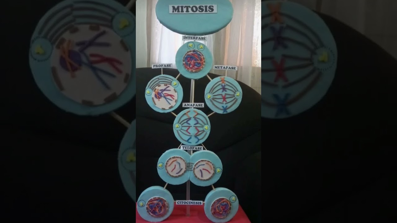 Figure 2: Working Model Setup, Scientific Diagram & Project Prototype for Cell Cycle Interphase Prophase Anaphase Spinner Model