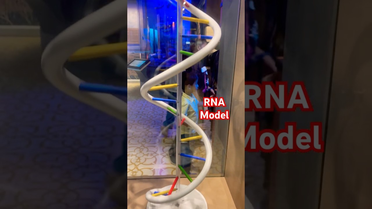 Figure 4: Working Model Setup, Scientific Diagram & Project Prototype for Cell Cycle Interphase Prophase Anaphase Spinner Model