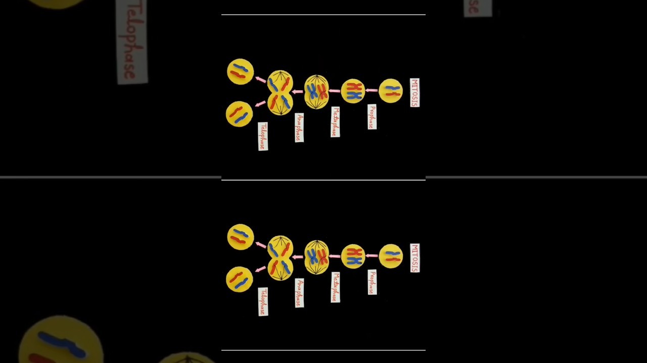 Figure 2: Working Model Setup, Scientific Diagram & Project Prototype for Cell Division Mitosis Working Model