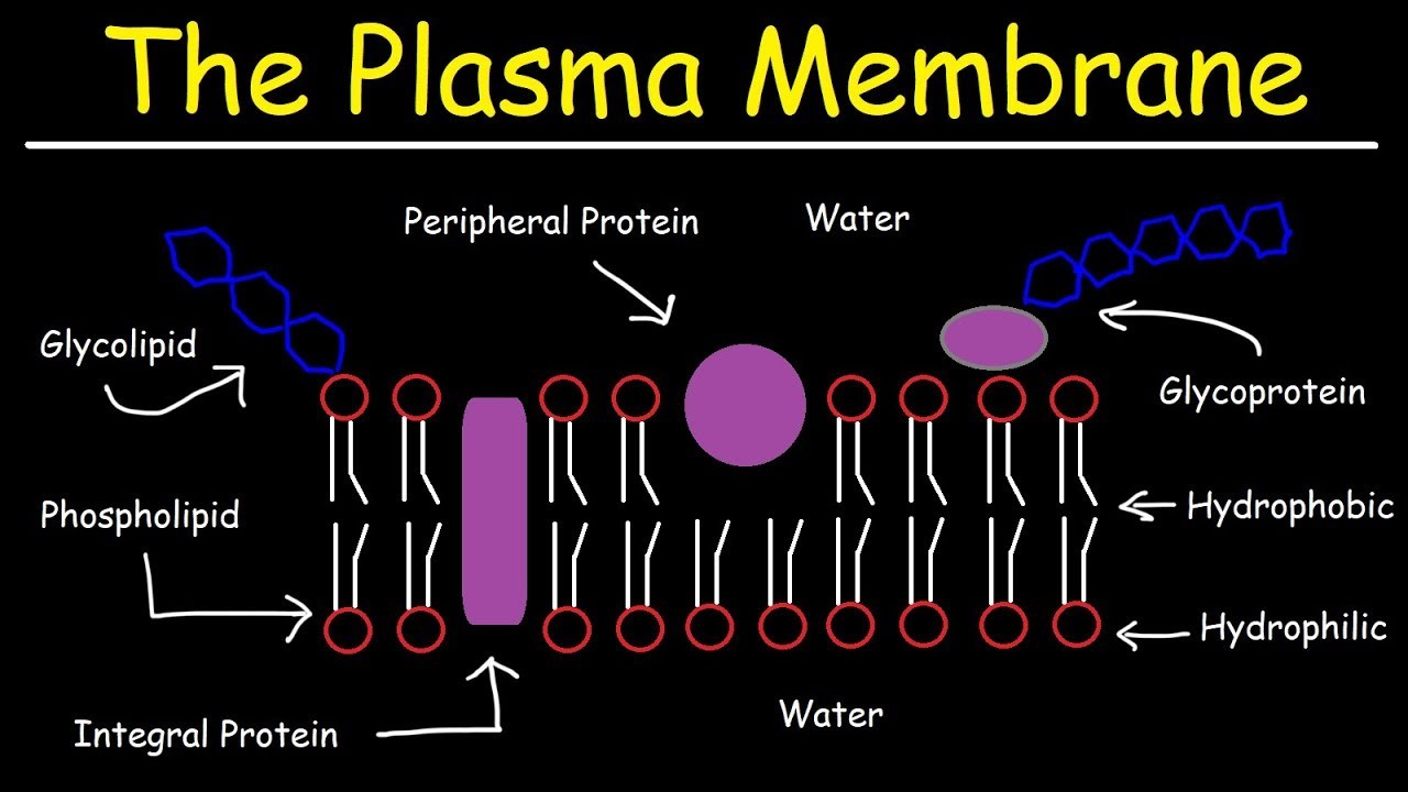 Figure 1: Working Model Setup, Scientific Diagram & Project Prototype for Cell Membrane Fluid Mosaic Phospholipid Bilayer Model