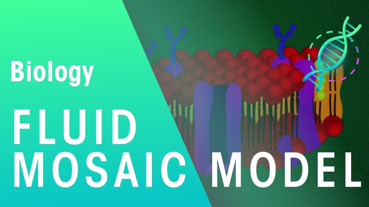 Figure 2: Working Model Setup, Scientific Diagram & Project Prototype for Cell Membrane Fluid Mosaic Phospholipid Bilayer Model