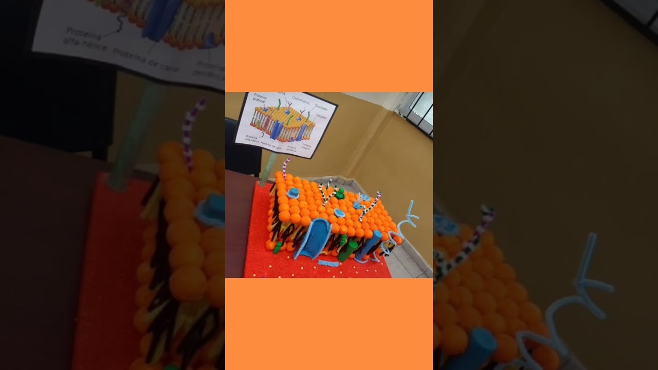 Figure 4: Working Model Setup, Scientific Diagram & Project Prototype for Cell Membrane Fluid Mosaic Phospholipid Bilayer Model