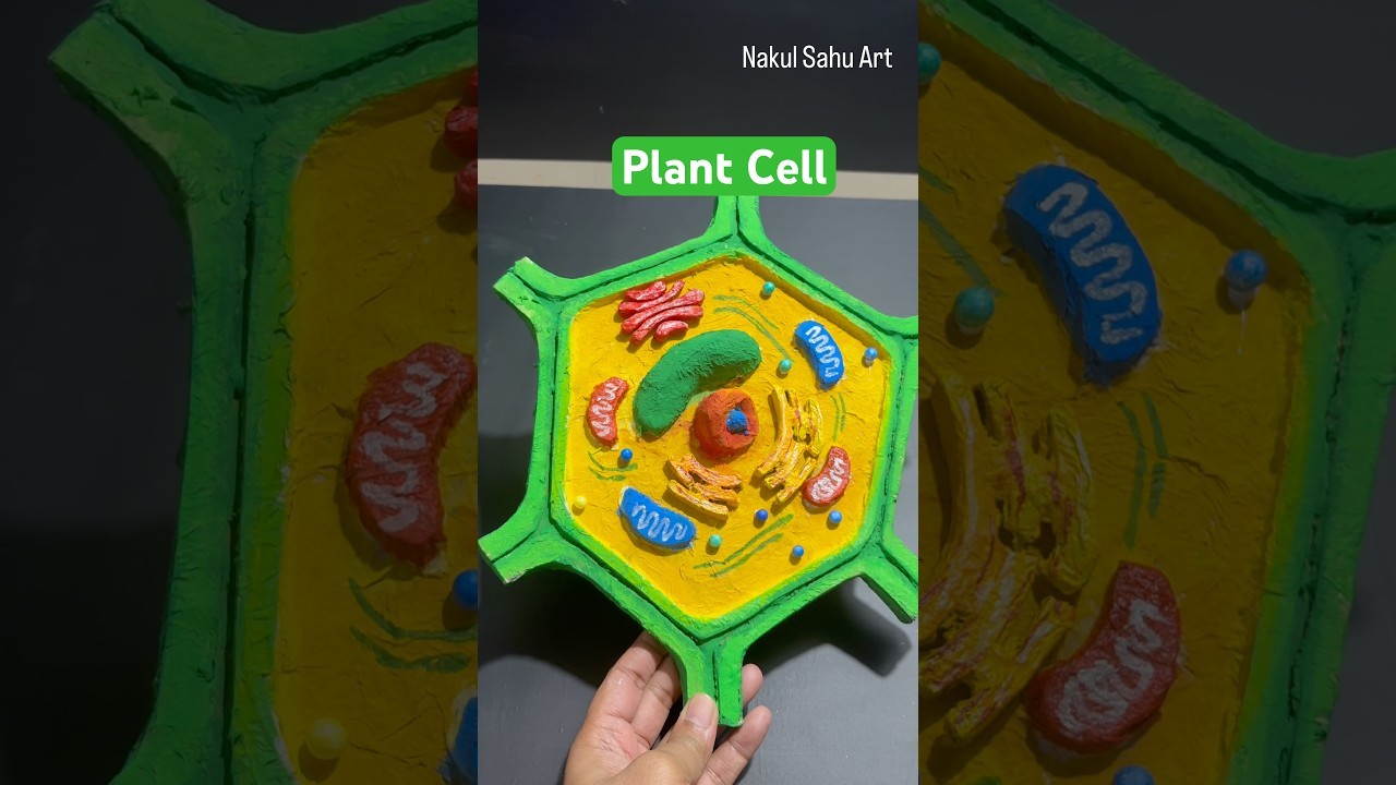 Figure 2: Working Model Setup, Scientific Diagram & Project Prototype for Cell Structure Working Model Plant And Animal Cell