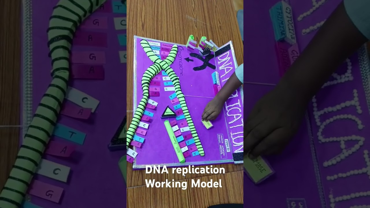 Figure 3: Working Model Setup, Scientific Diagram & Project Prototype for Central Dogma Transcription Translation Working Model