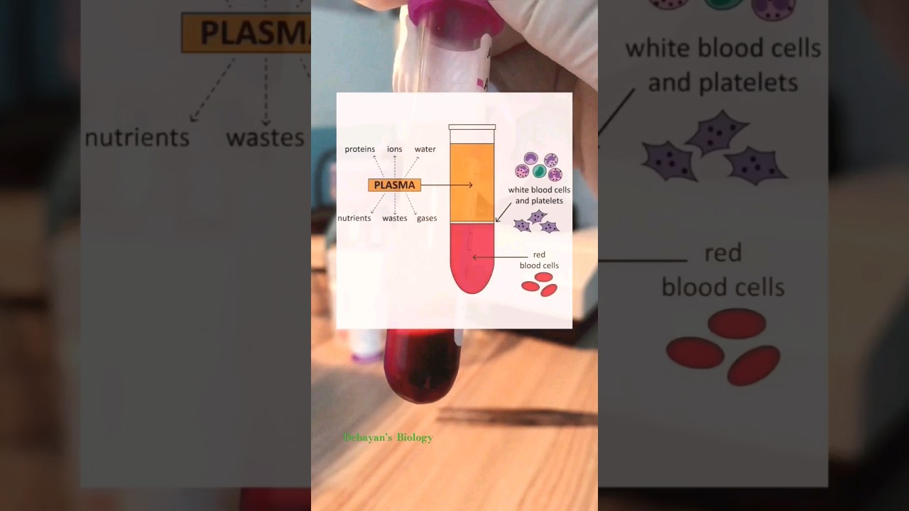 Figure 3: Working Model Setup, Scientific Diagram & Project Prototype for Centrifugal Blood Fractionation Plasma Buffy Coat Model