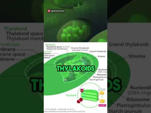 Figure 2: Working Model Setup, Scientific Diagram & Project Prototype for Chloroplast Thylakoid Membrane Atp Synthase Pump Model