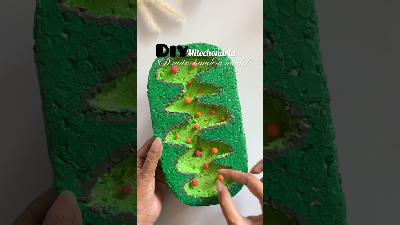 Figure 4: Working Model Setup, Scientific Diagram & Project Prototype for Chloroplast Thylakoid Membrane Atp Synthase Pump Model