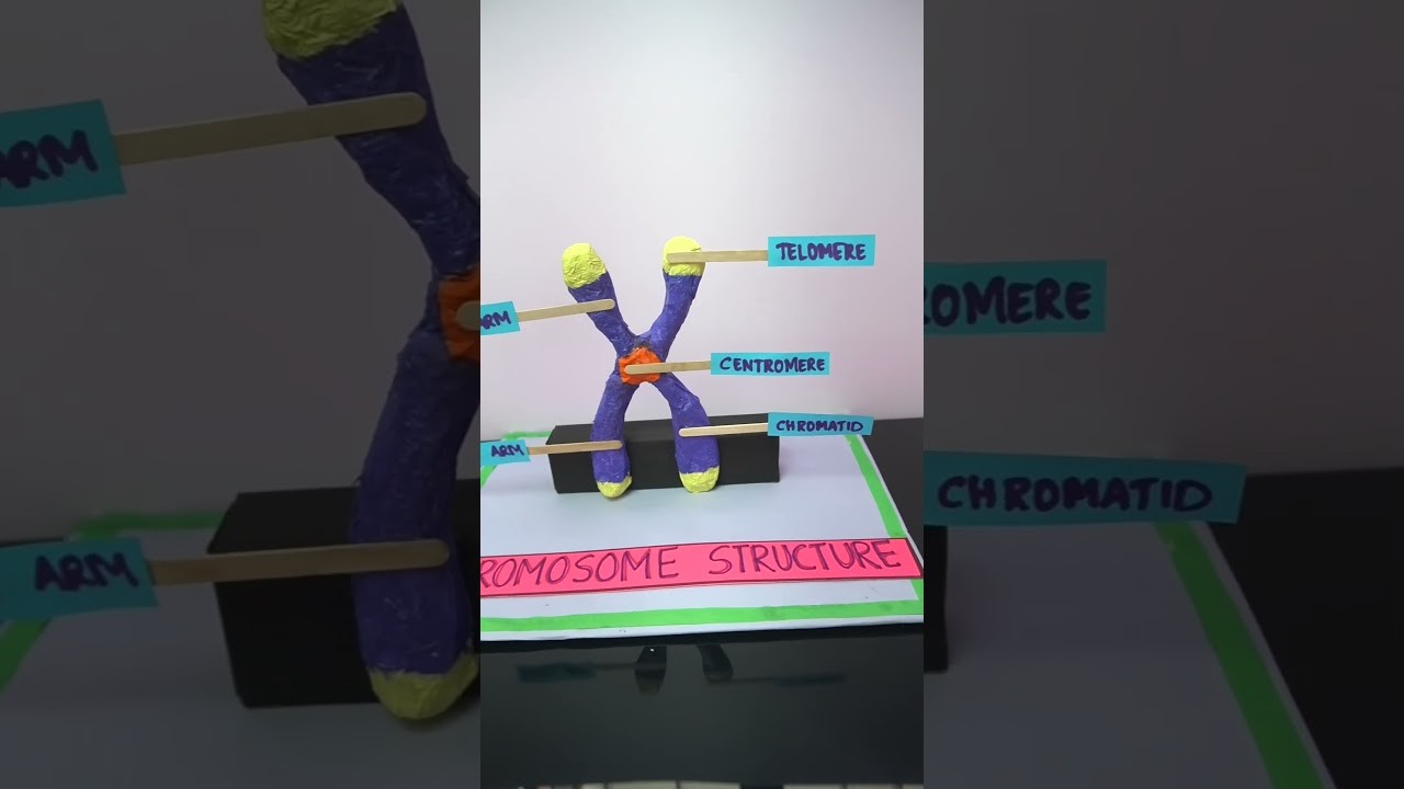 Figure 2: Working Model Setup, Scientific Diagram & Project Prototype for Chromosomal Crossover Homologous Tetrad Velcro Model