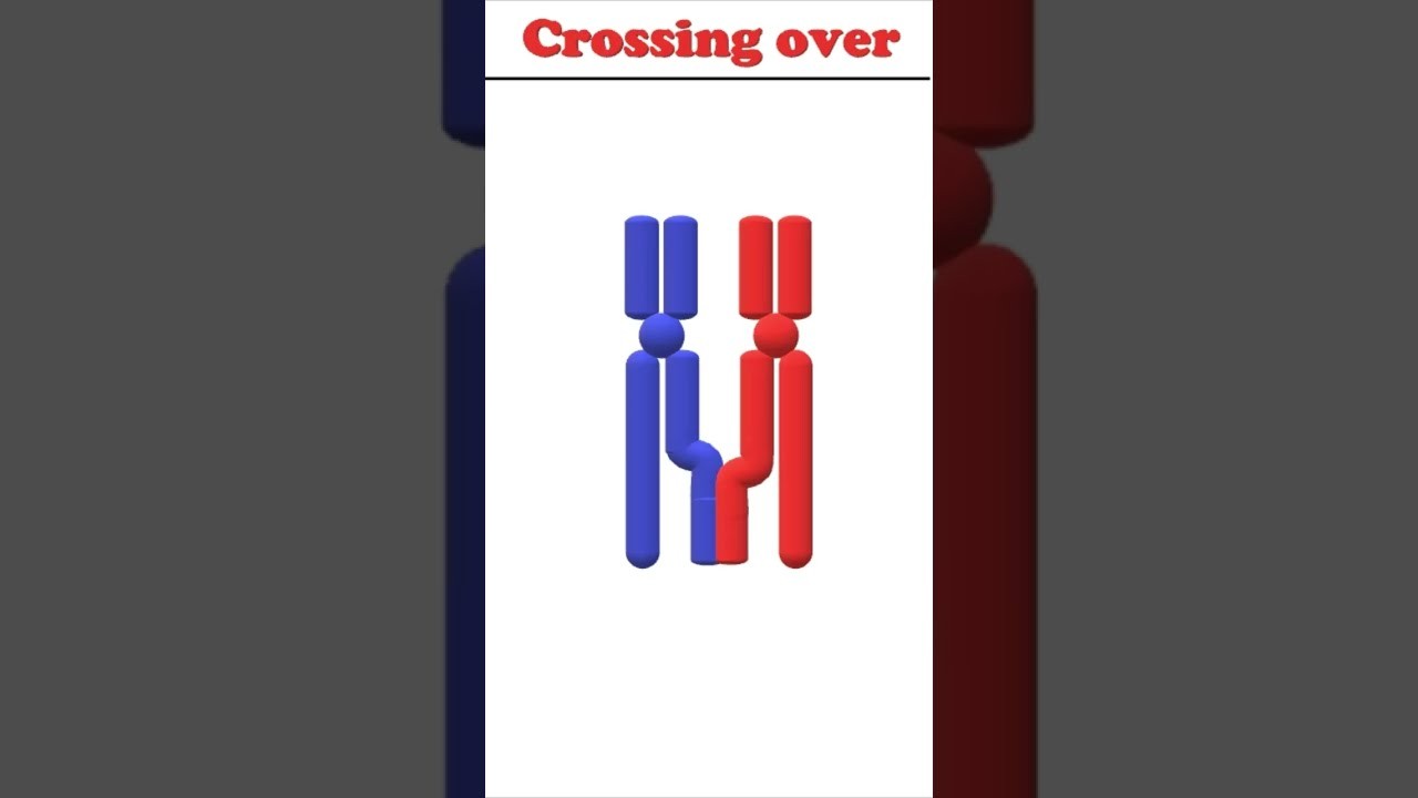 Figure 4: Working Model Setup, Scientific Diagram & Project Prototype for Chromosomal Crossover Homologous Tetrad Velcro Model