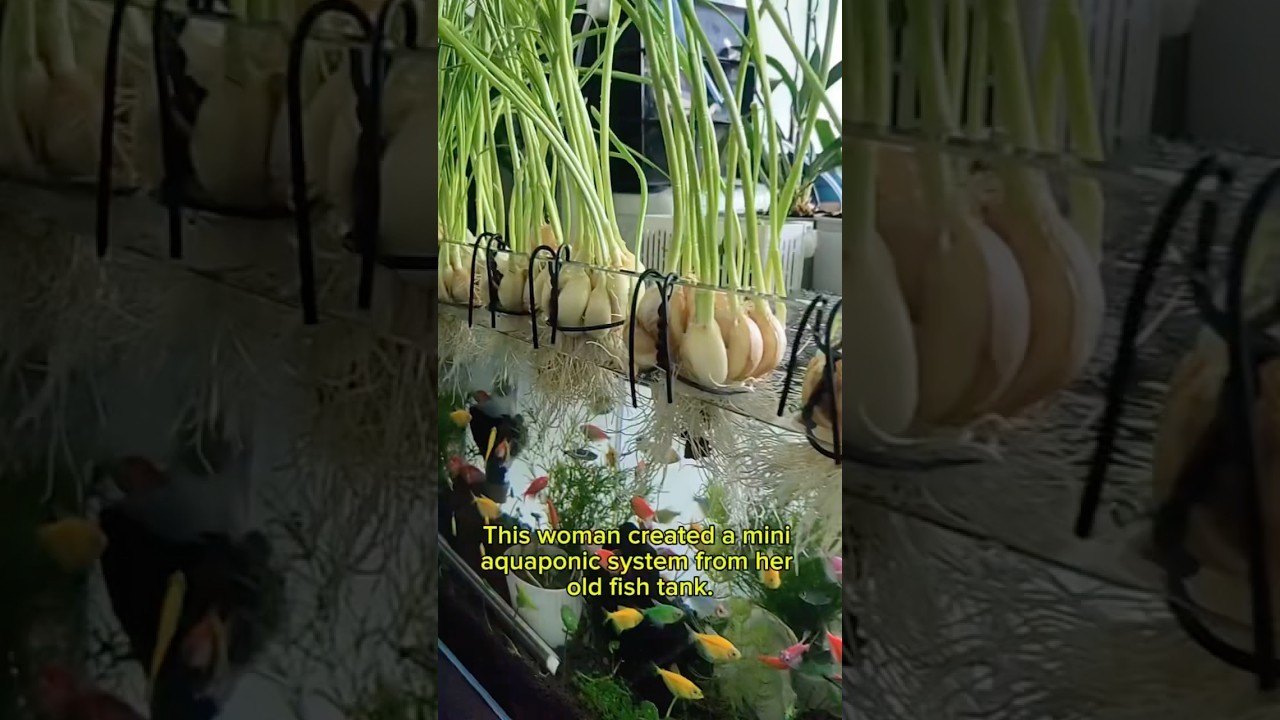 Figure 4: Working Model Setup, Scientific Diagram & Project Prototype for Closed Loop Aquaponics Tilapia Fish And Herb Biofilter