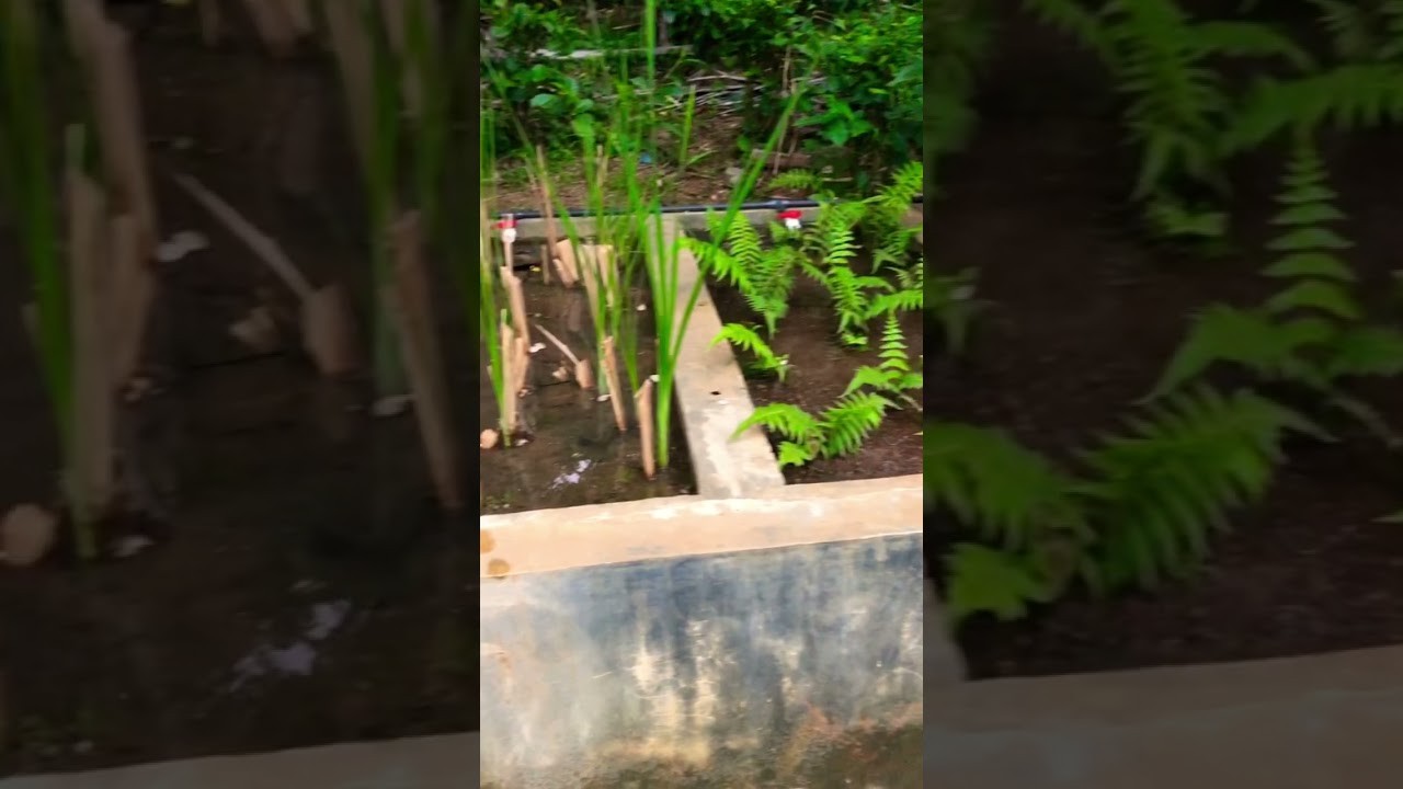Figure 4: Working Model Setup, Scientific Diagram & Project Prototype for Constructed Floating Wetland Canna Lily Effluent Bed