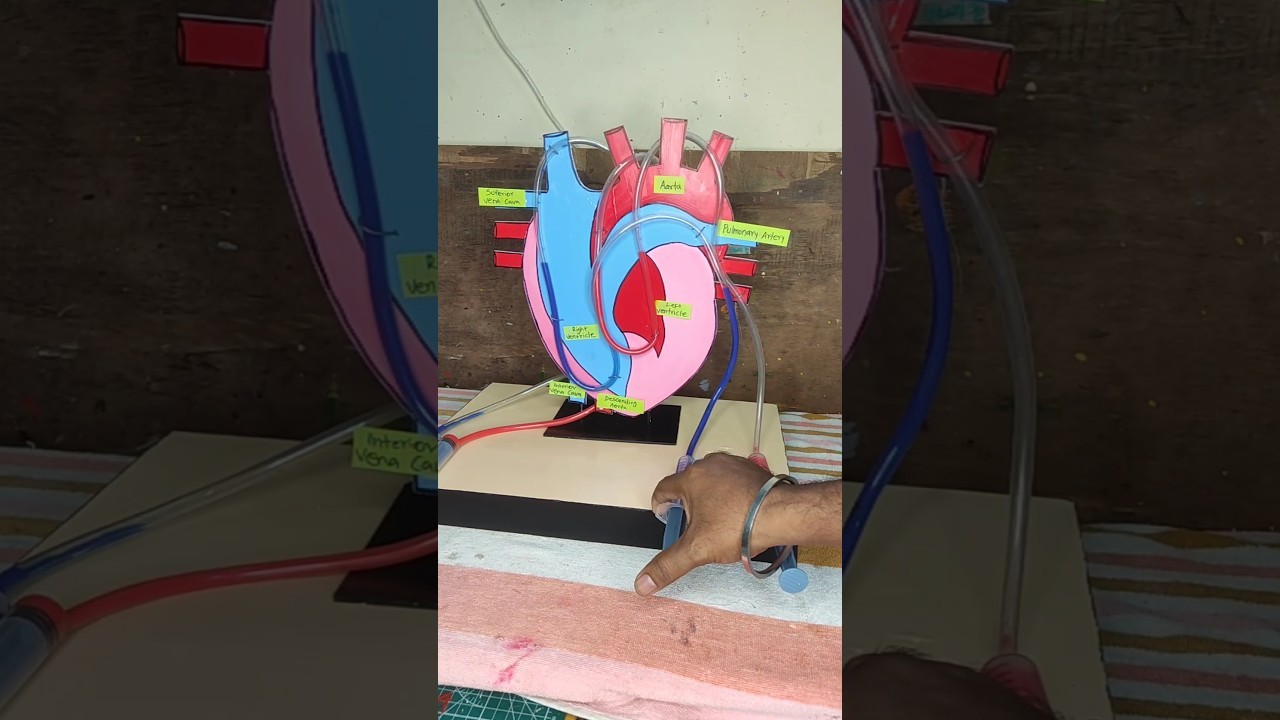 Figure 4: Working Model Setup, Scientific Diagram & Project Prototype for Coronary Artery Bypass Graft Cabg Silicone Model