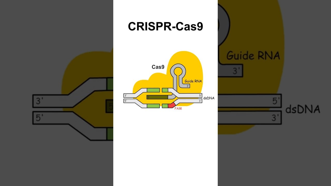 Figure 3: Working Model Setup, Scientific Diagram & Project Prototype for Crispr Cas9 Guide Rna Target Cleavage Scissors Model