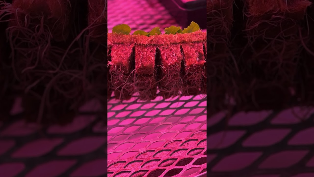 Figure 1: Working Model Setup, Scientific Diagram & Project Prototype for Deep Water Culture Floating Raft Lettuce Grow Bed