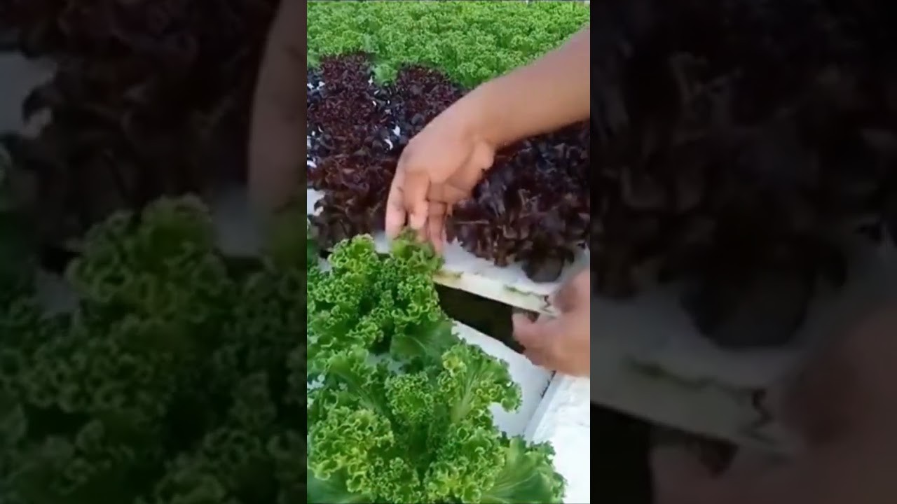 Figure 2: Working Model Setup, Scientific Diagram & Project Prototype for Deep Water Culture Floating Raft Lettuce Grow Bed