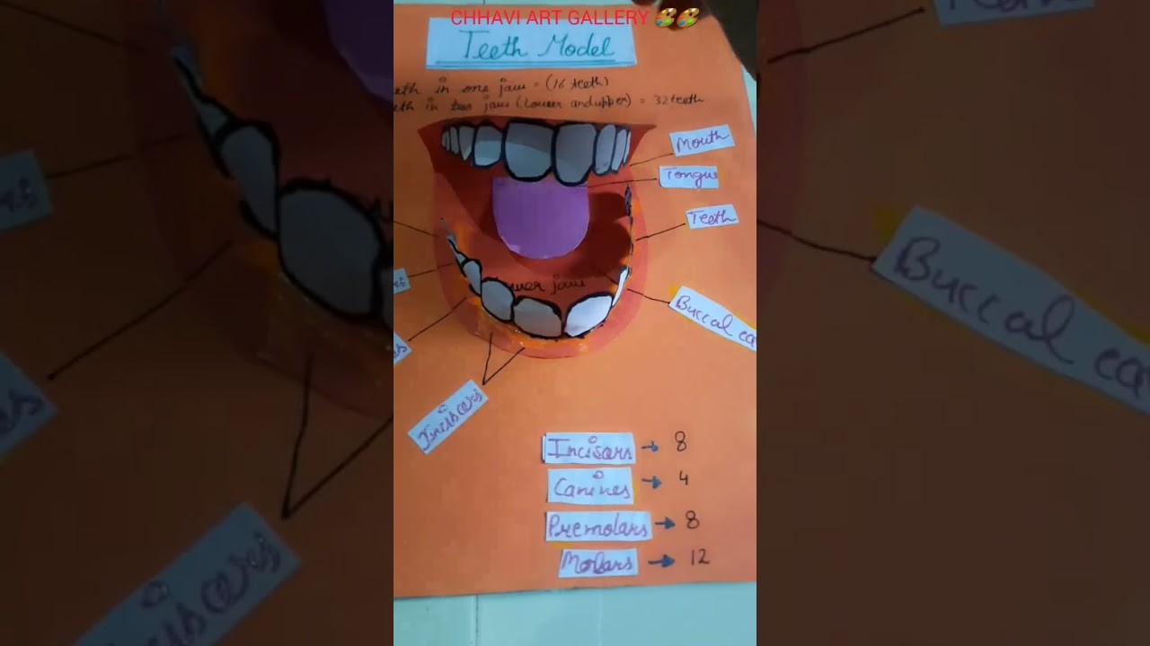 Figure 4: Working Model Setup, Scientific Diagram & Project Prototype for Dental Caries Bacterial Acid Enamel Dissolution Model