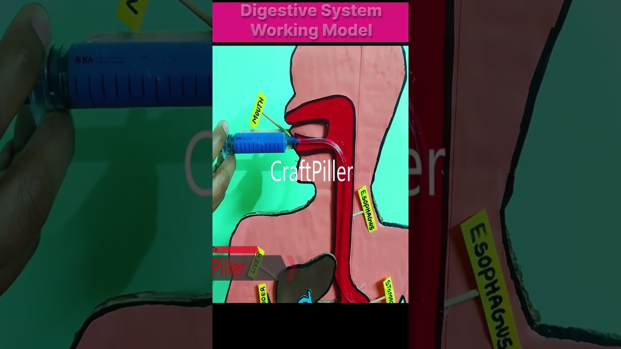 Figure 1: Working Model Setup, Scientific Diagram & Project Prototype for Digestive Tract Peristalsis Roller Flexible Tube Model