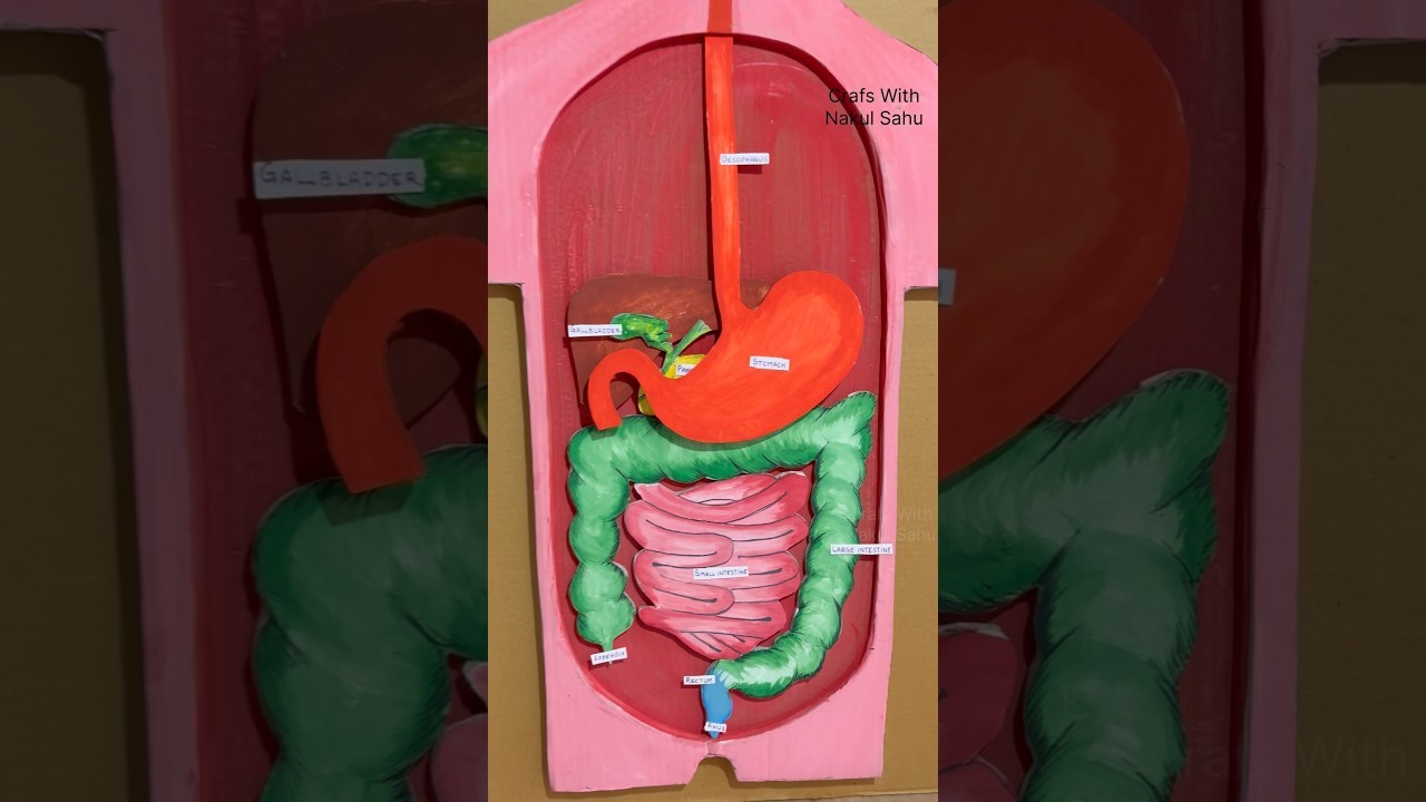 Figure 4: Working Model Setup, Scientific Diagram & Project Prototype for Digestive Tract Peristalsis Roller Flexible Tube Model