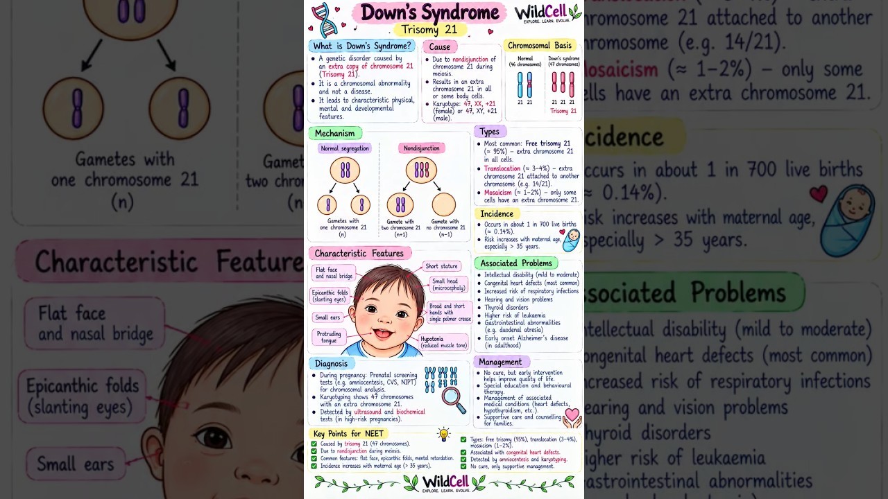 Figure 1: Working Model Setup, Scientific Diagram & Project Prototype for Down Syndrome Chromosome 21 Nondisjunction Model
