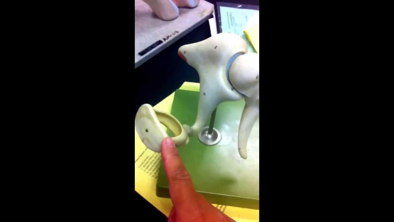 Figure 2: Working Model Setup, Scientific Diagram & Project Prototype for Ear Ossicles Malleus Incus Stapes Lever Amplifier Model