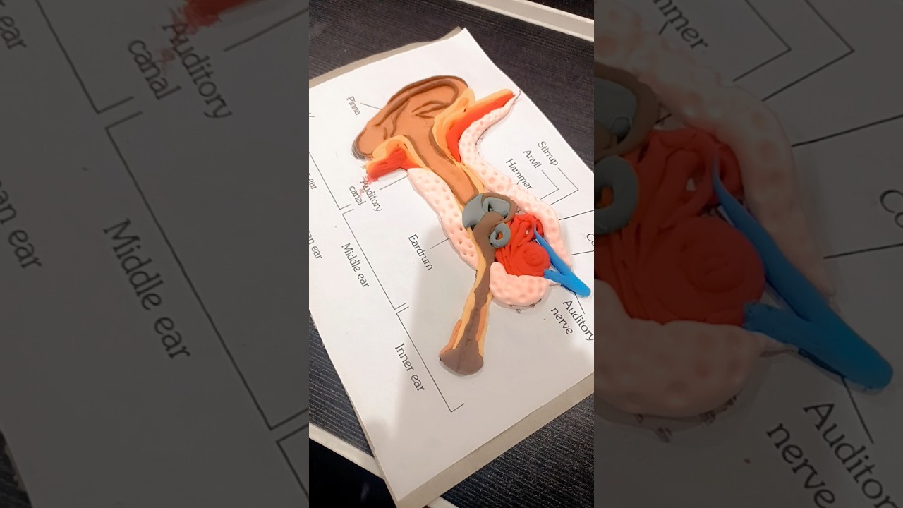 Figure 3: Working Model Setup, Scientific Diagram & Project Prototype for Ear Ossicles Malleus Incus Stapes Lever Amplifier Model