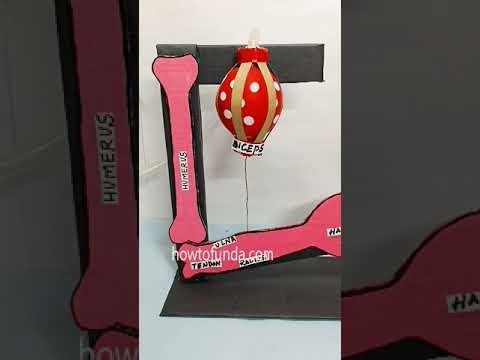 Figure 3: Working Model Setup, Scientific Diagram & Project Prototype for Electromyogram Emg Biceps Muscle Contract Meter Model